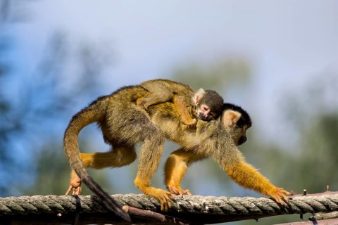 Squirrel monkey (Saimiri) with newborn on its back, Nuremberg Zoo, Middle Franconia, Bavaria,