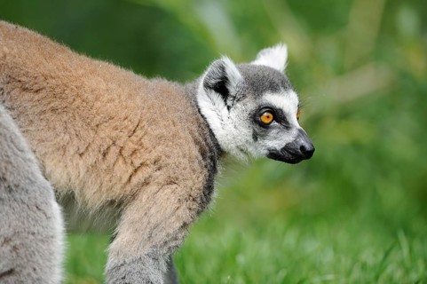 Close-up of an attentive lemur in the grass, Ring-tailed Lemur (Lemur catta), Augsburg Zoo