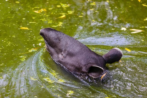 A Malayan tapir (Acrocodia indica) swims in a river