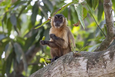 Crested capuchin monkey (Sapajus apella) or hooded capuchin, feeding in a tree, Pantanal, Brazil,
