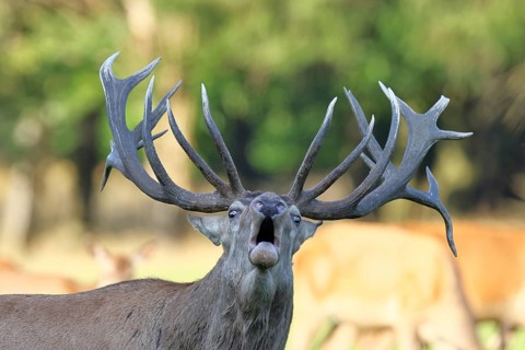 Red deer (Cervus elaphus) during the rutting season, a capital stag roaring in a forest clearing,