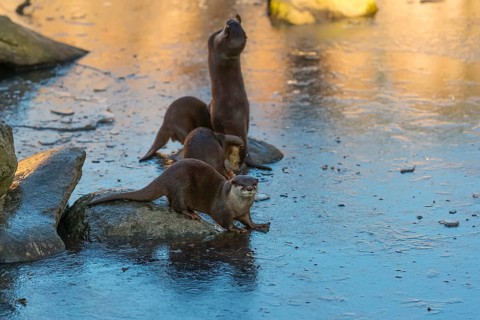 Four oriental small-clawed otter or Asian small-clawed otter (Aonyx cinerea), play with a small