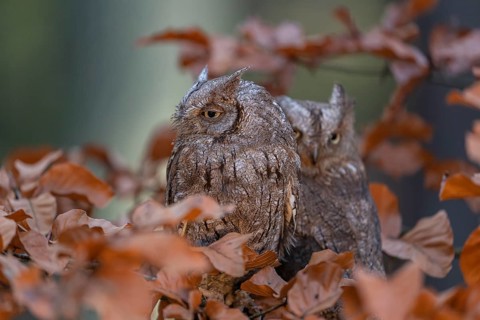 Two Eurasian scops owls (Otus scops)sitting on a twig of a beech tree, embedded in brown leafs