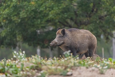 One adult wild boar or wild pig (Sus scrofa) searching for food on a flowering meadow in late