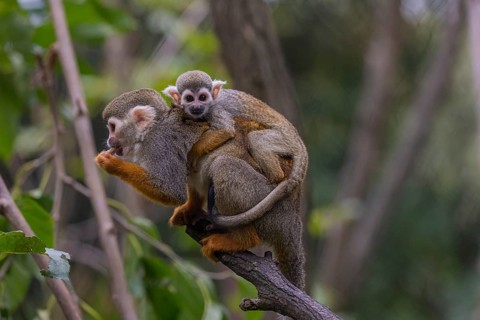 One female Central American squirrel monkey, Saimiri oerstedii, carrying her baby. Green vegetation