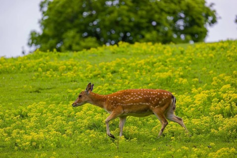 One female Manchurian sika deer or Dybowski's sika deer (Cervus nippon mantchuricus or Cervus