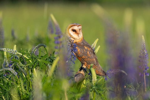 One barn owl (Tyto alba) sitting on a branch lying in a field of flowering lupines in late evening