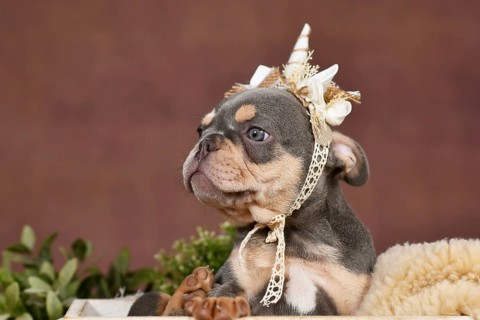 Cute Lilac tan French Bulldog dog puppy with boho style unicorn headband in box in front of brown