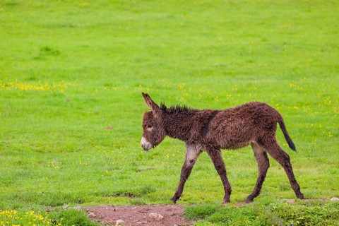 A mixed breed donkey foal runs across a green meadow