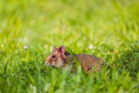 A European hamster (Cricetus cricetus), Eurasian hamster, black-bellied hamster or common hamster,