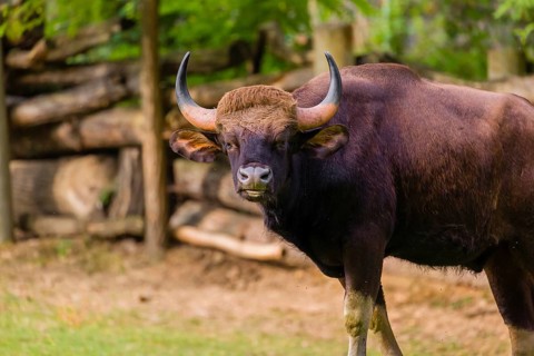 Portrait of a male Gaur (Bos gaurus gaurus) on a pasture