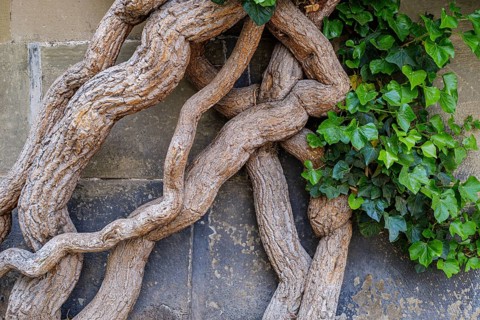 Common ivy, Hedera helix, growing on the outer wall of the Old Palace, Stuttgart,