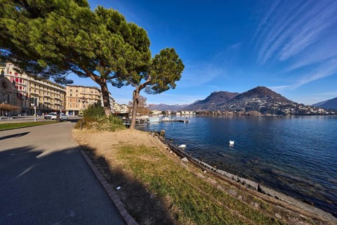 Pine tree (Pinus pinea), lakeside promenade, lakeshore, tree, hill, deep blue sky with veil clouds,