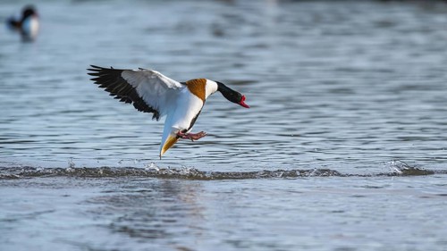 Common Shelduck, Tadorna tadorna, bird in flight over winter marshes