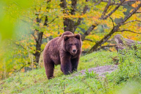 A young male brown bear (Ursus arctos arctos) stands on top of a small hill. Trees in fall foliage