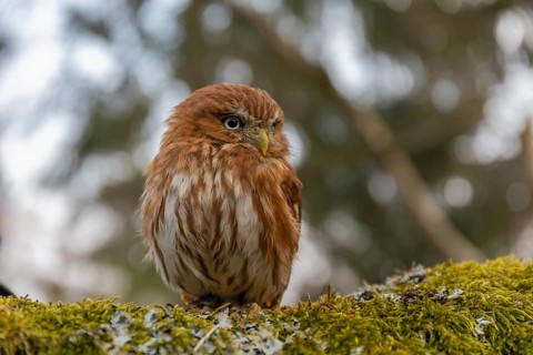 One East Brazilian pygmy owl (Glaucidium minutissimum), also known as least pygmy-owl or Sick's