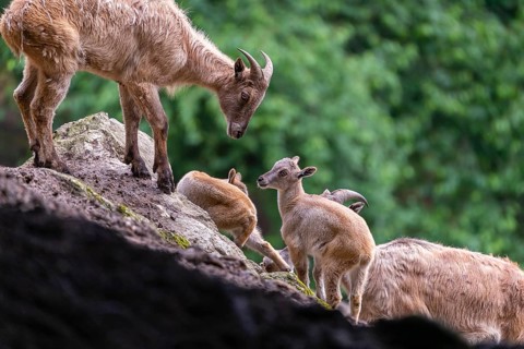Two female Himalayan tahr (Hemitragus jemlahicus) stands on a rock with a group of young. In the