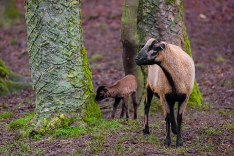 A female Cameroon or Cameroon Dwarf sheep, Ovis gmelini aries, and its lamb stand on a forest edge