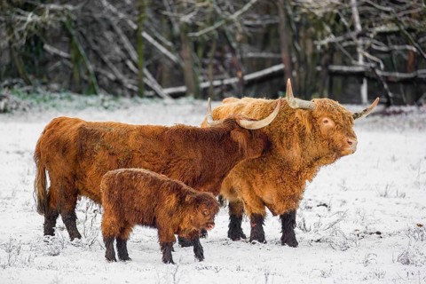 A family of Highland cattle (Bos primigenius), a bull, a cow and a calf are standing at the edge of