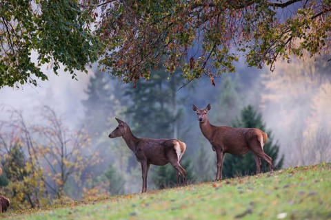 Two red deer hinds (Cervus elaphus) stand in a meadow, A forest with autumn leaves can be seen in