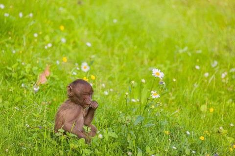 A baby Gelada (Theropithecus gelada), or bleeding-heart monkey, sits in a flowering meadow, eating
