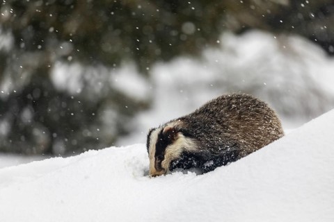 One young European badger (Meles meles) walking through deep snow during snow fall
