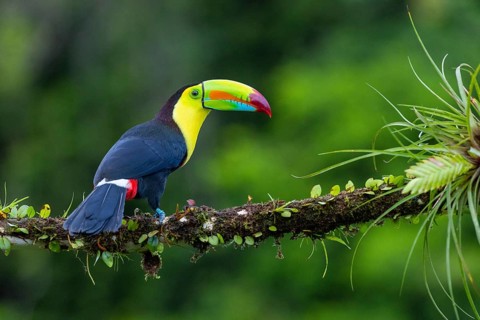 Fishing Toucan (Ramphastos sulfurantus), Toucans (Ramphastidae), Laguna del Lagarto Lodge,