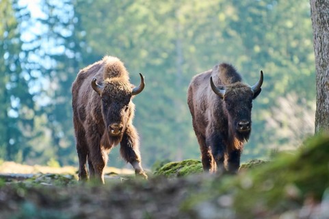 European bison (Bison bonasus) in a forest in spring, Bavarian Forest, Germany, Europe
