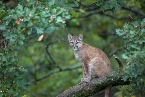 One young cougar, Puma concolor, sitting on a big branch high up in an oak tree