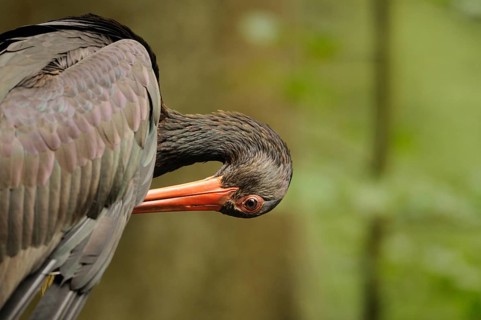 A black stork bends down, its bright orange beak stands out against the natural forest background,