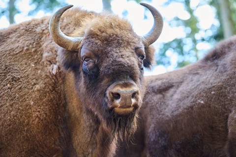 European bison (Bison bonasus) portrait in a forest in spring, Bavarian Forest, Germany, Europe