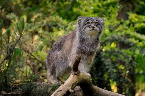 Manul (Otocolobus manul), Pallas's cat, adult, alert, on tree trunk