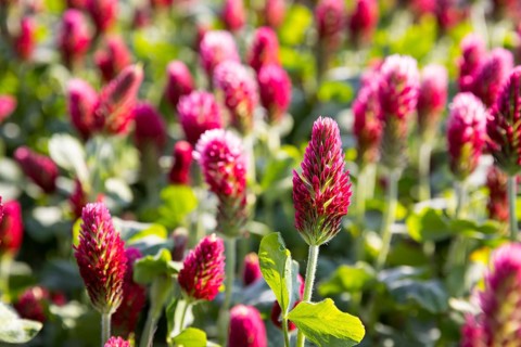 Dark red flowers of the incarnate clover (Trifolium incarnatum) in a field, Saxony, Germany, Europe