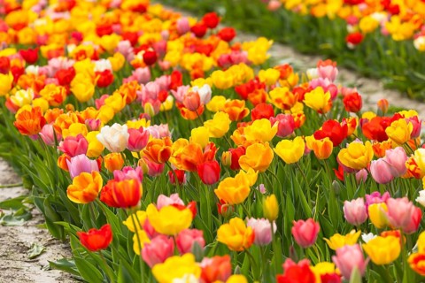 Colourful blooming tulips (tulpia) in a field for self-cutting flowers in Katzenberg, Nossen,