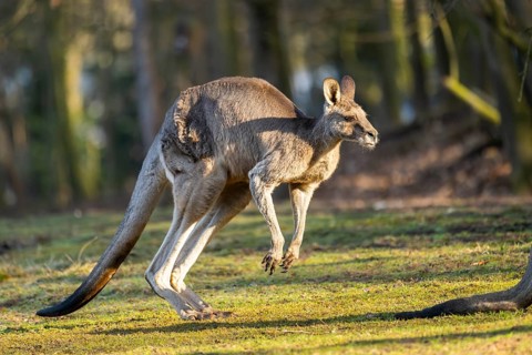 Eastern Gray Kangaroo (Macropus giganteus) on a meadow, captive, occurance Australia, Oceania