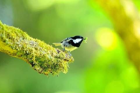 Tit with an insect in its beak on a moss-covered branch in a green environment, Fir Tit (Periparus
