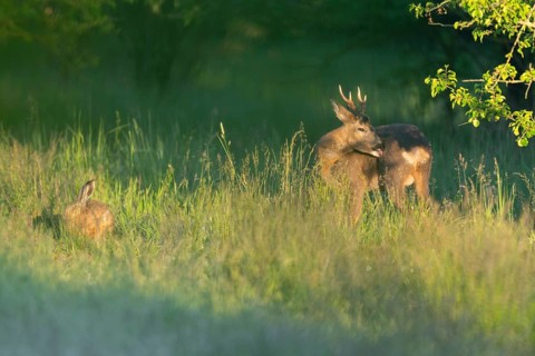 Roe deer (Capreolus capreolus), roebuck and brown hare (Lepus europaeus) in a meadow, wildlife,