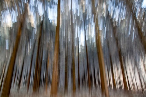 Winter, trees with hoarfrost in the forest, distorted, Baden-Würtemberg, Germany, Europe
