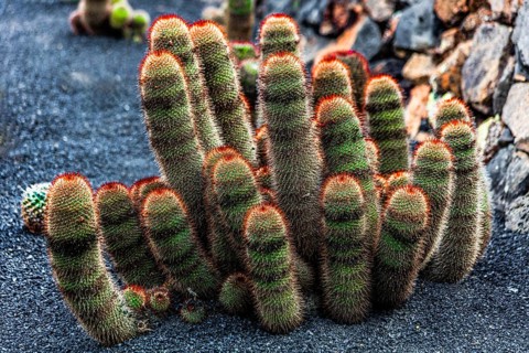 2016, Guatiza, Lanzarote, Jardin de Cactus by Cesar Manrique, ESP, Spain, Canary Islands, Canary