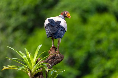 King vulture (Sarcoramphus papa), cock, vulture birds (Aegypiinae), Laguna del Lagarto Lodge,