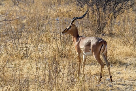 Black-nosed impala (Aepyceros petersi), Etosha National Park, Namibia, Africa