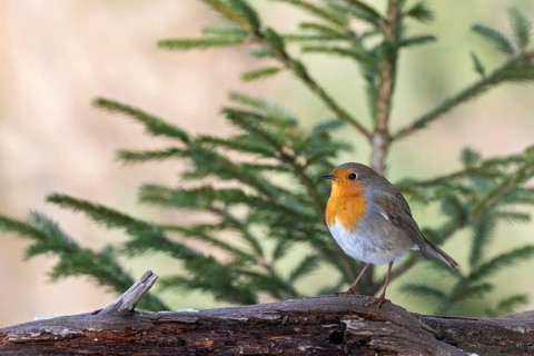 Robin (Erithacus rubecula), sitting on a branch, Terfens, Tyrol, Austria, Europe