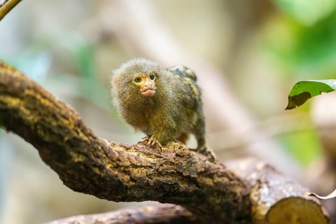 Eastern pygmy marmoset (Cebuella niveiventris) climbing on a tree in a forest, captive, Germany,