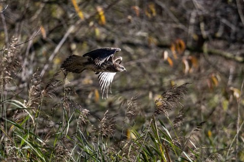 Common buzzard (Buteo buteo), flying, Emsland, Lower Saxony, Germany, Europe