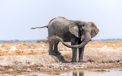 African elephant (Loxodonta africana), bathing at a waterhole, splashing water with its trunk, Nxai