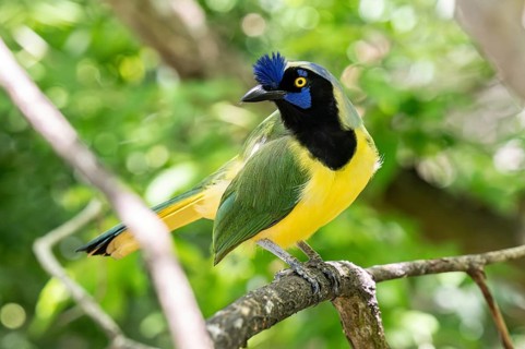 Inca jay (Cyanocorax yncas), Aviario Nacional de Colombia, Via Baru, Province of Cartagena,