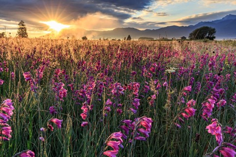 Marsh gladiolus (Gladiolus palustris), flower meadow in the morning light, sunrise, cloudy mood,