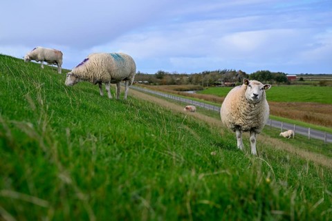 Sheep on a dyke, Pellworm Island, Schleswig-Holstein Wadden Sea National Park, North Frisia,