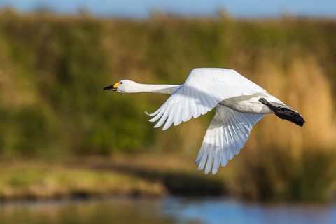 Tundra Swan, Bewick's Swan, Cygnus columbianus in flight at winter in Slimbridge, England, United