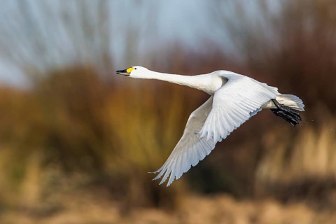 Tundra Swan, Bewick's Swan, Cygnus columbianus in flight at winter in Slimbridge, England, United